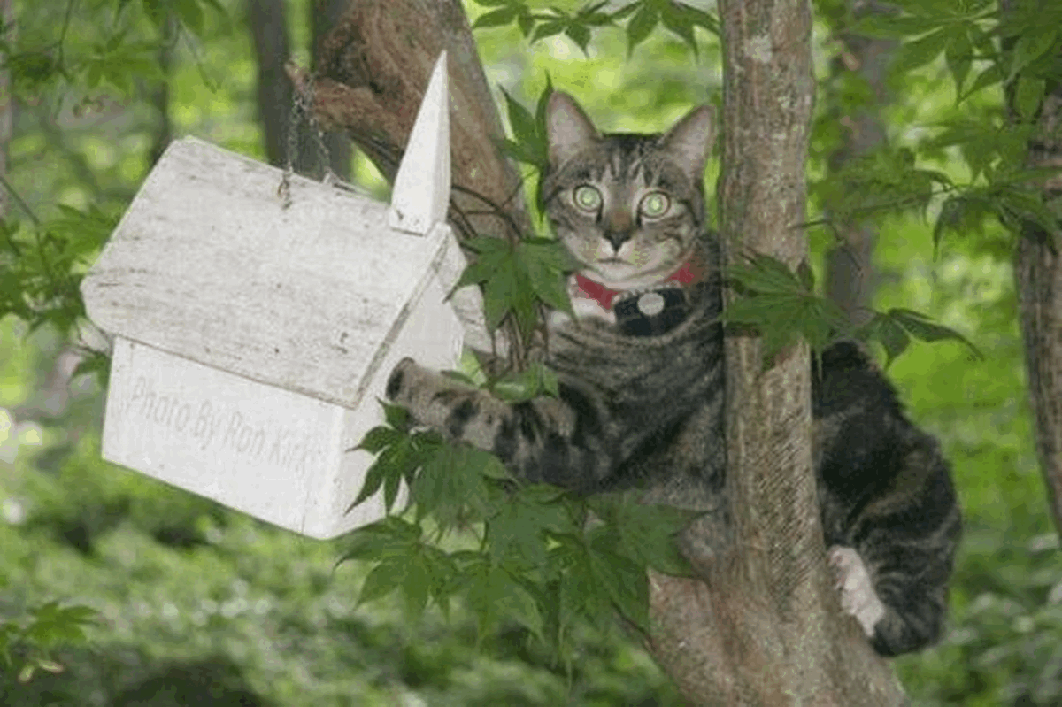 Кот в скворечнике